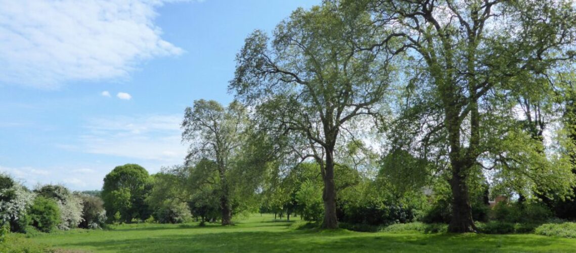 Trees_at_Foots_Cray_Meadows-scaled