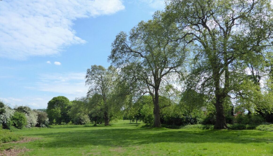 Trees_at_Foots_Cray_Meadows-scaled