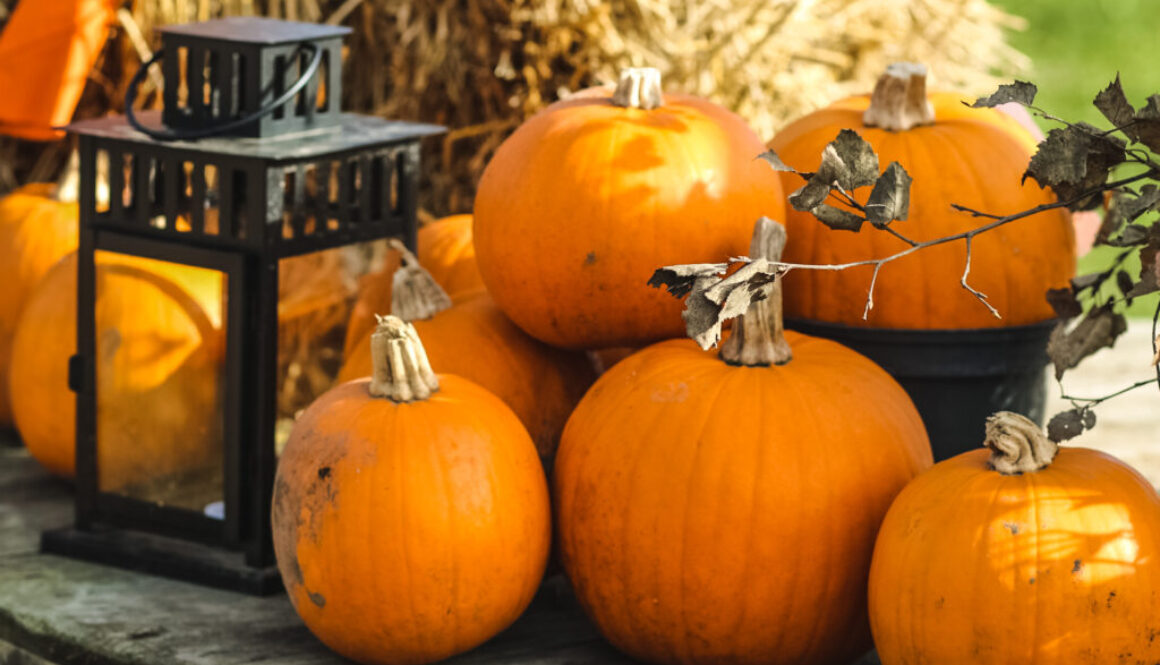 Halloween Events, Pumpkin Picking at Beck Evans Farm