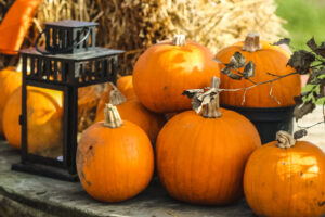 Halloween Events, Pumpkin Picking at Beck Evans Farm