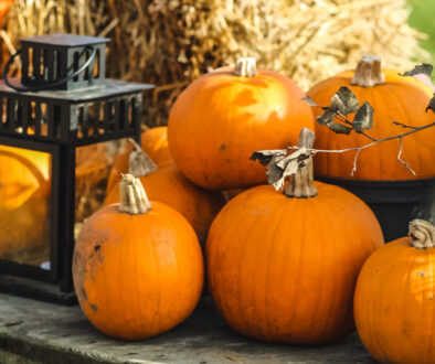 Halloween Events, Pumpkin Picking at Beck Evans Farm