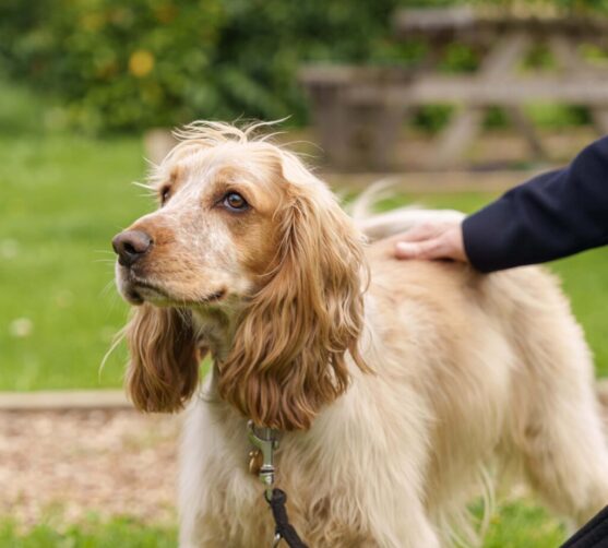 Dogs at Beck Evans Farm