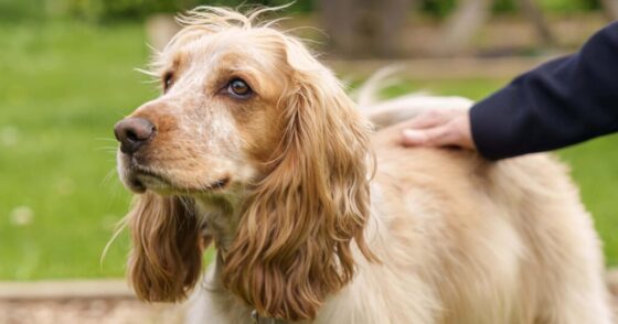 Dogs at Beck Evans Farm