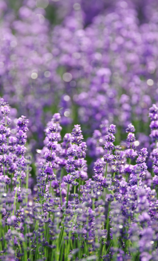 Lavender fields