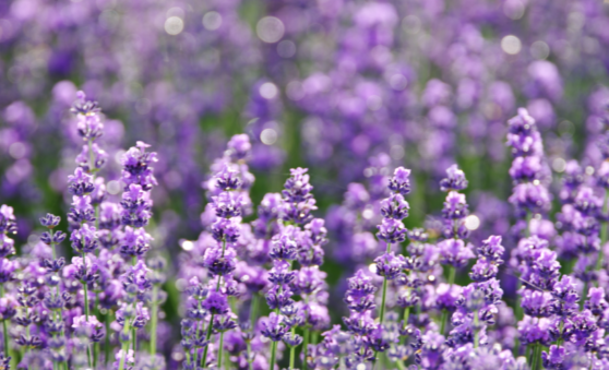 Lavender fields