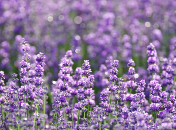 Lavender fields