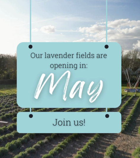 Lavender Fields Opening In May 