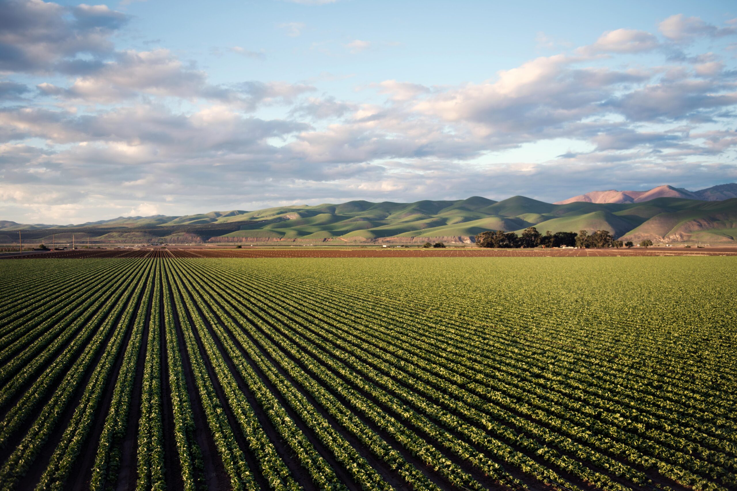 pexels-timmossholder-974314 A crop field